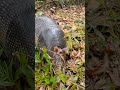 Armand Bayou Nature Center - Wildlife Compilation #shorts