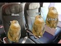CAT MEMES: FAMILITY TRAVEL