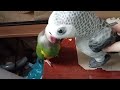 Sam meets his friend Kelo the African grey