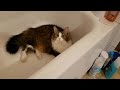 Cute Cat in Bathtub 2