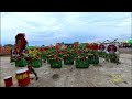 Tugtog ng Aliwan 2024 Champion - Iloilo Dinagyang Festival homecoming/victory performance