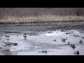 Canada Geese Fighting In Slow Motion, 500fps (Sony rx10-II)