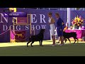Rottweilers | Breed Judging 2024