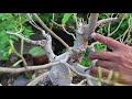 Bonsai Station [Workshop Station] EP.25 ทำรายละเอียดกิ่งต้นโพธิ์