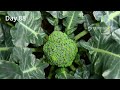 Growing BROCCOLI From Seed to Harvest in TIME LAPSE