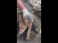 Guys Rush To Free Baby Coyote From Collapsed Den UPDATE | The Dodo