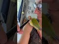 #pineappleconure #sassy #birds #styluspen #birdlovers #kiwi