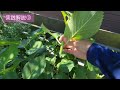 [Pruning hydrangea (after flowering)] maintenance to enjoy flowers without making them bigger