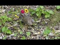 Fast, Feisty and Fabulous ~ The Blue Jays