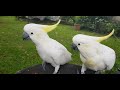 Hilarious Cockatoos Crash House for a Snack! The wild funny cockatoo bird is peeking into my house.