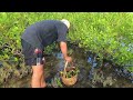 Catch Many Mud Crabs By Hook after Water Low Tide Near Mangrove forest  | BONG VATH |