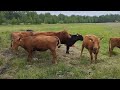 Young cows in the meadow/ASMR/Nature Sounds