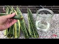 SNAKE PLANT PROPAGATION | SNAKE PLANTS CARE #plants #garden #shorts