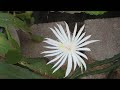 Epiphyllum Face 2