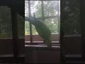 Today Parrot came to my home 16th Aug 2023