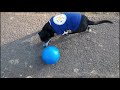 Leicester city fan  playing football