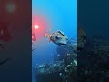 happy Puffer getting a head massage and cleaning