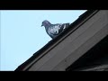 Pigeons meeting kissing and mating