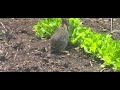 Rabbit Kit enjoys leaf lettuce. @Anarchicchic   #nature, #wildlife