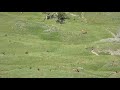 Domestic Sheep and Elk Grazing in the Bighorn National Forest. Sheep Dog on guard.