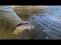 I CAN NOT believe this Forest Service Campground was EMPTY considering how BIG the TROUT are! p33