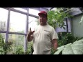 My video to garden like a Viking on how to care for his sundew plants.