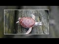 How I turn a Rock in to a Sea Turtle with Polymer Clay