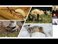 Asher Soryl - The Myth of Bambi: The Idyllic View of Nature and Wild Animal Suffering