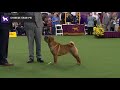 Chinese SharPei | Breed Judging 2020