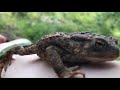 Common Toads | The Complete Guide