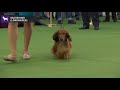 Dachshunds Longhaired | Breed Judging 2020