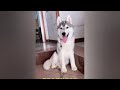 The FUNNIEST and CUTEST moments with ANIMALS!😊 DOGS+CATS