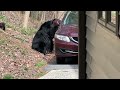 Momma Bear and 4 Cubs in Front Yard