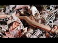 Slow worm lazily slithering through the autumn leaves