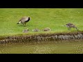 Canadian goose family