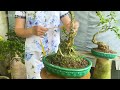 Ngọc Hân 10/8 #0829537607 chào bán bonsai Linh Sam, Chiếu Thủy, Bông Bụp, Mai Vàng, Nguyệt Quế