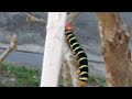 Caterpillar: A Buggy Story