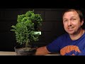 9 Do's and Don'ts of Choosing Bonsai Material