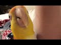 Peekaboo Caique parrot (almost there)