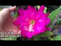 Epiphyllum Rejuvenation with Results (over 1 year's worth of updates)