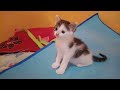 cute little kittens walking for playing