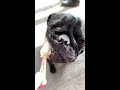 Baby Pug Dog having some Ice Cream