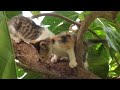 First time kittens climbing a tree and this happened