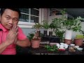 วิธียกราก และทำบอนไซเกาะหินด้วยขวดน้ำ [ How to build up a beautiful bonsai.]