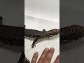 Celebrating Everglades 75th Anniversary with another Invasive Fl Tegu