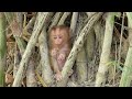 New baby monkey kleach A cute little monkey is playing in a bamboo tree because he is playing alone