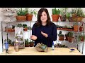 How to Plant Succulents on Driftwood (without soil)