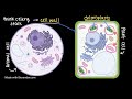 Comparing animal and plant cells | Cells and organisms | Middle school biology | Khan Academy