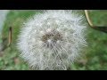 Dandelion Breeze