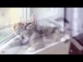 Peaceful Harp Music to Calm Cats - Soothing Music to Relieve Stress and Anxiety